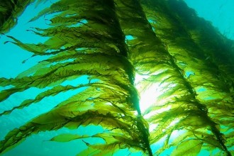 Необычный шампунь из морских водорослей